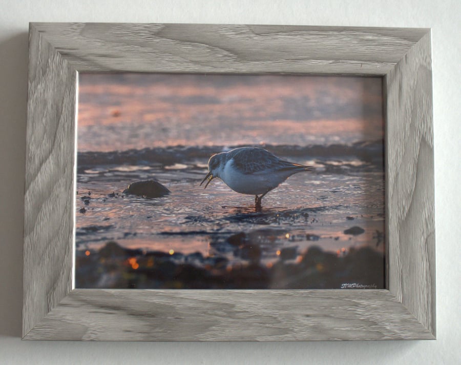 Original Framed Photo of a Sanderling Feeding