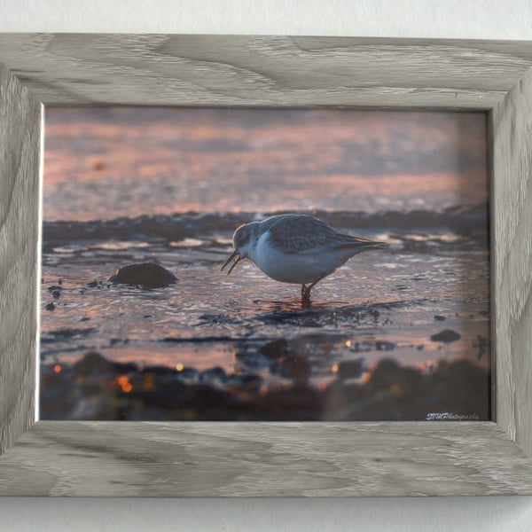 Original Framed Photo of a Sanderling Feeding