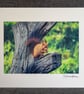 Original Hand-Signed Limited Edition Photos of Red Squirrels - Image 6