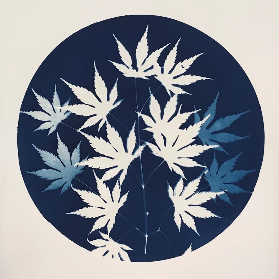 An Original Cyanotype Photogram with Acer leaves