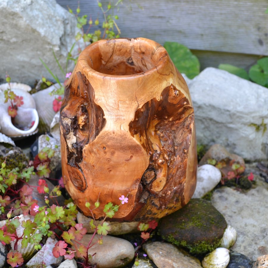 Dwarf Weeping Willow Vase or Pot