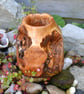 Dwarf Weeping Willow Vase or Pot