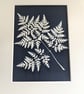 A unique handmade Cyanotype Photogram- Sweet Cicely Leaf, - Image 4
