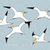 Gannets. Signed print. Digital illustration. Birds. Coast. Sea. Wildlife