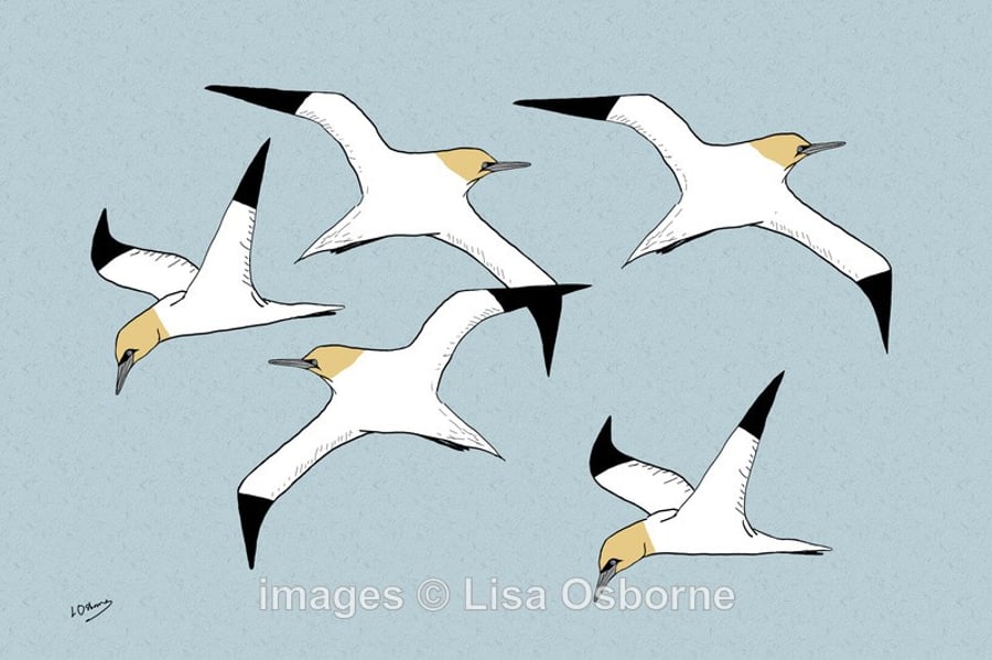 Gannets. Signed print. Digital illustration. Birds. Coast. Sea. Wildlife
