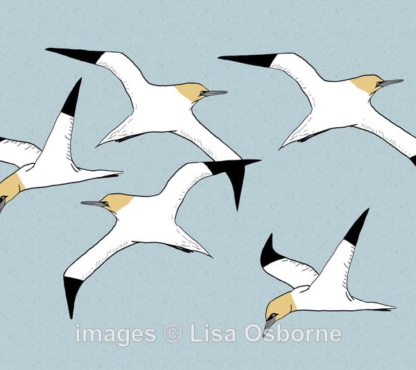 Gannets. Signed print. Digital illustration. Birds. Coast. Sea. Wildlife