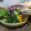 Tortoise bowl to help with beak maintenance 