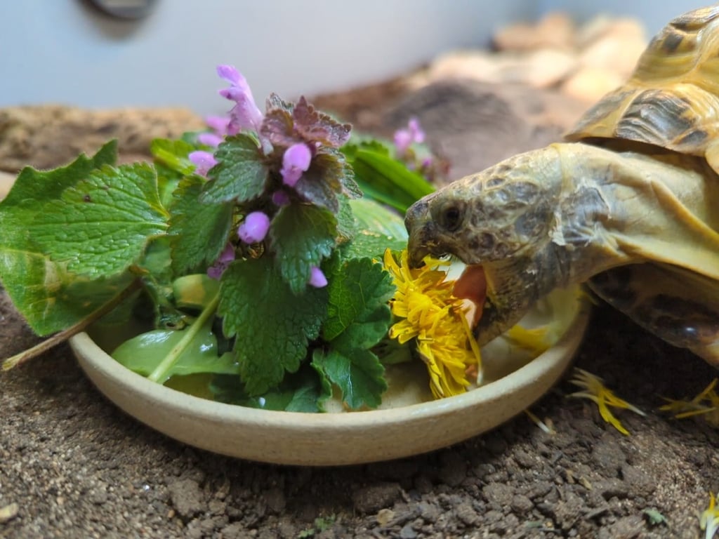 Tortoise bowl to help with beak maintenance 