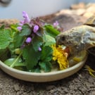Tortoise bowl 