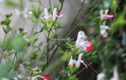 Gardens & Other Ramblings