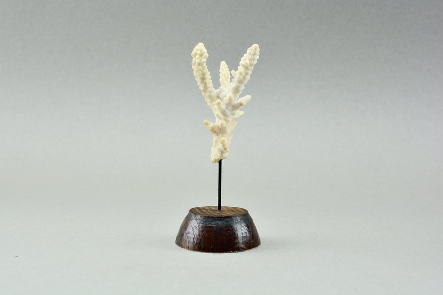 Victorian inspired mounted coral specimen 