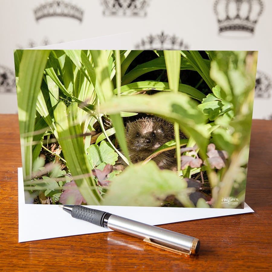 Hedgehog, Baby Hoglet Greetings Card - Blank Inside - Birthday Card - Mothers Da