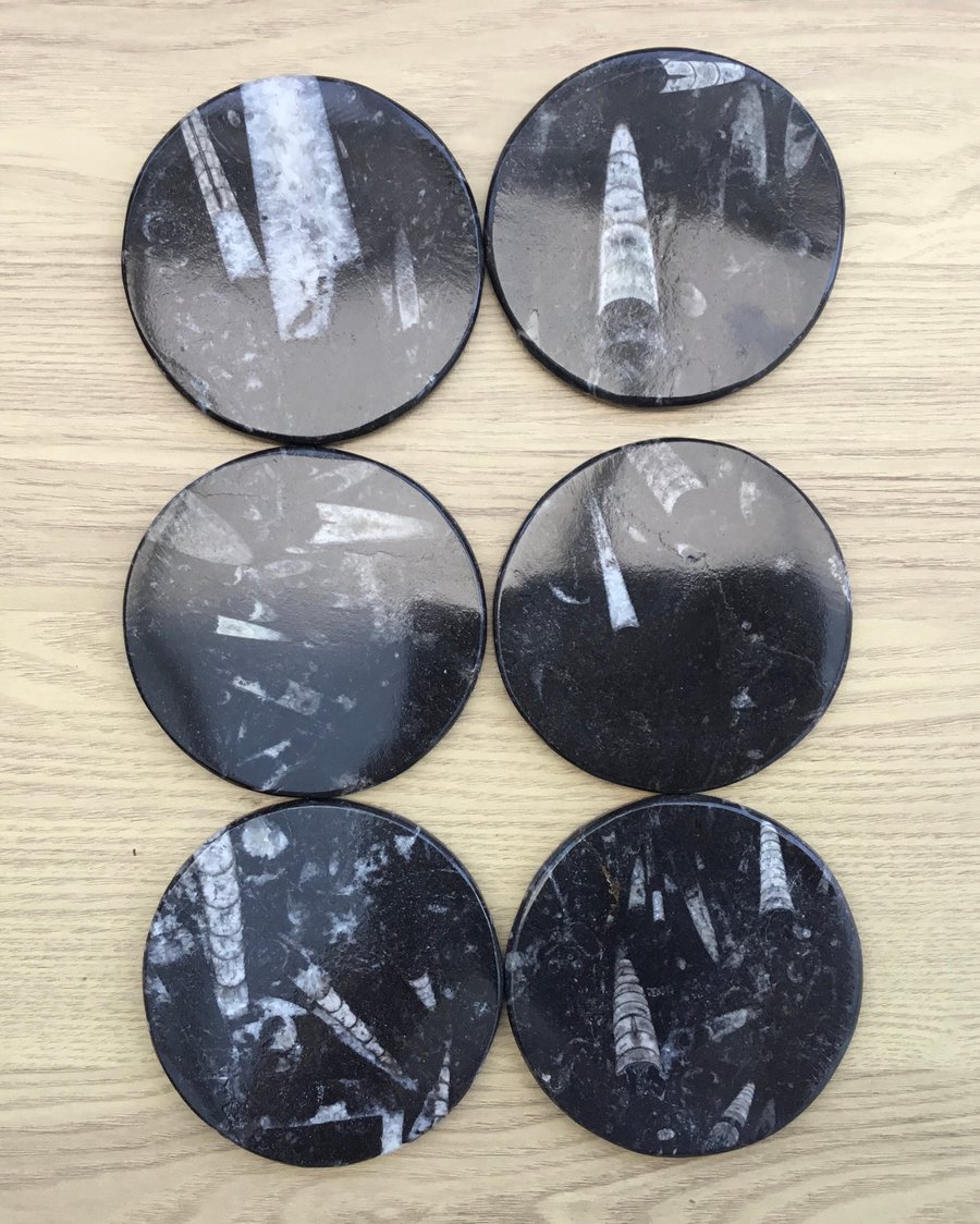 Orthoceras Abound!  Set of 6 Orthoceras Stone Coasters.