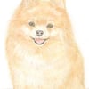 Poppy the Pomeranian - Mother's Day Card