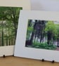 2 x 10" x 8" Mounted Photos - Trees - Image 1