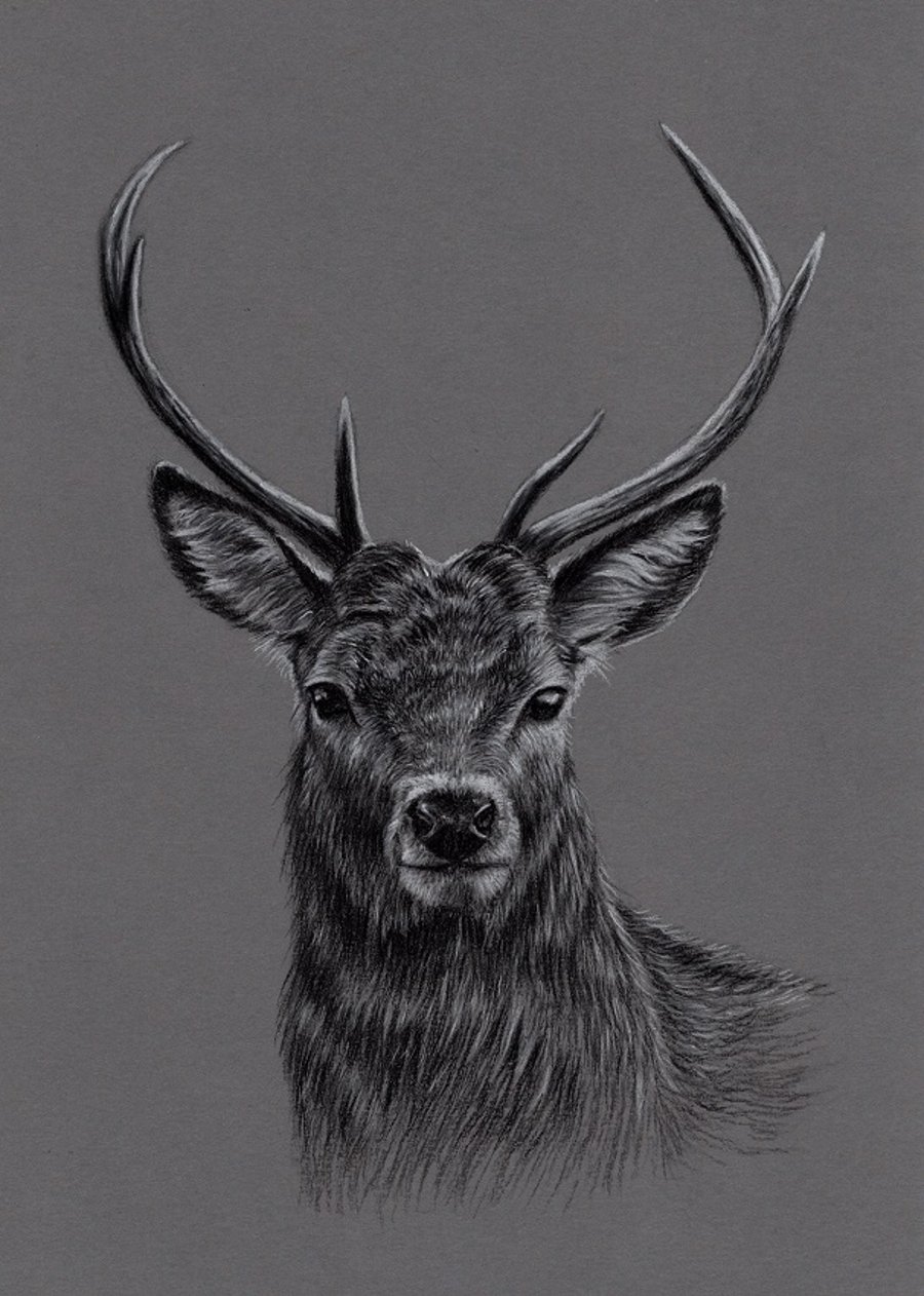 Charcoal Drawing of a Deer