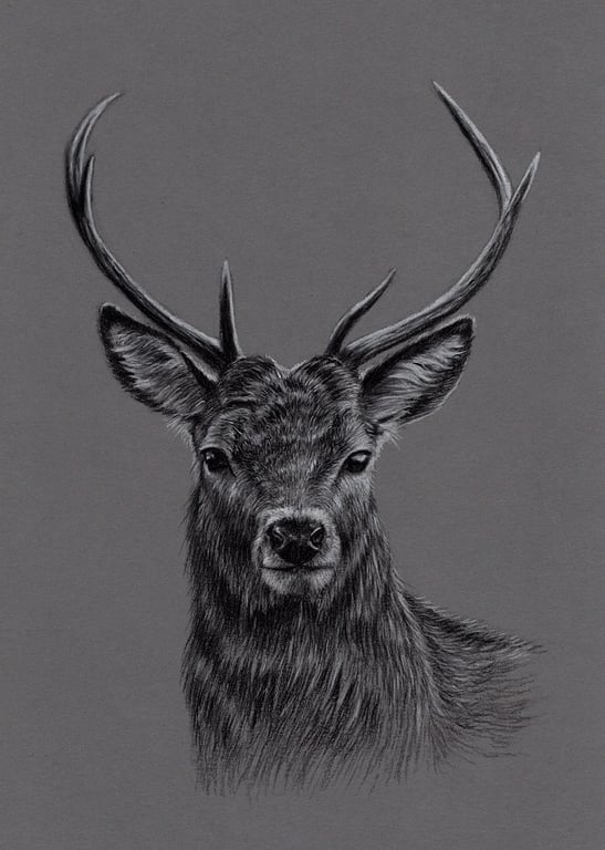 Charcoal Drawing of a Deer