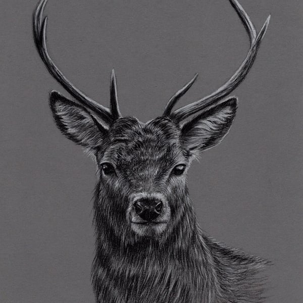 Charcoal Drawing of a Deer