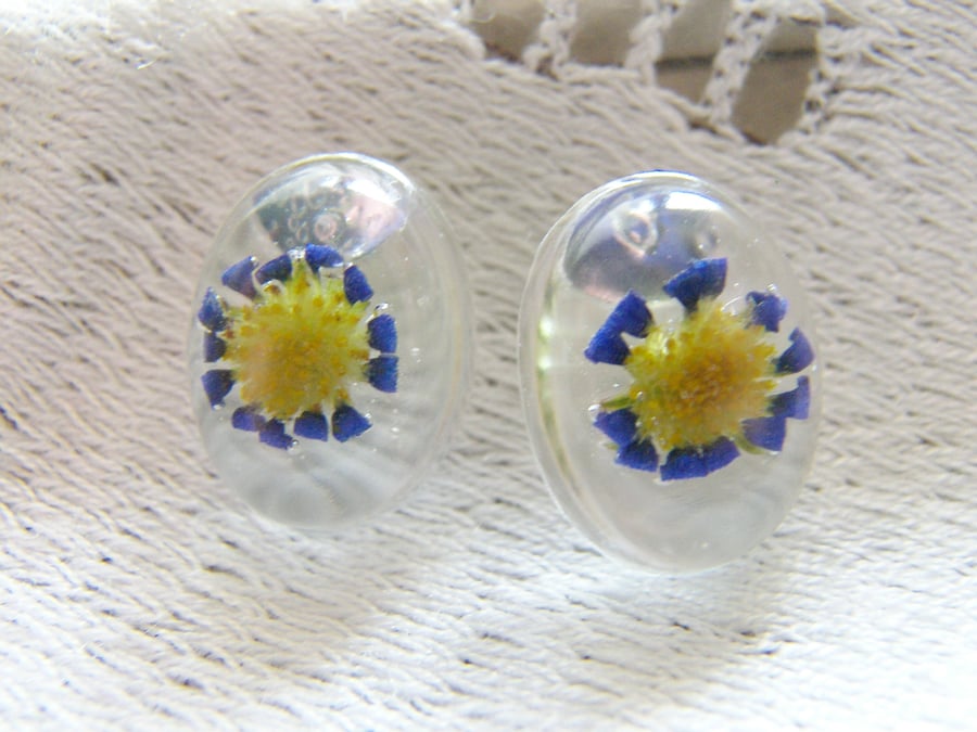 Real Blue Daisy Flower Earrings - Botanical - BLUE DAISY