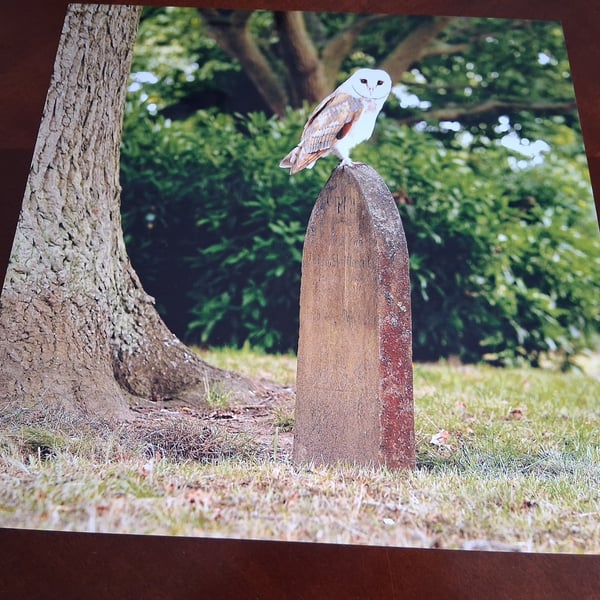 BARN OWL ON A GRAVE STONE PHOTOGRAPH 12x12