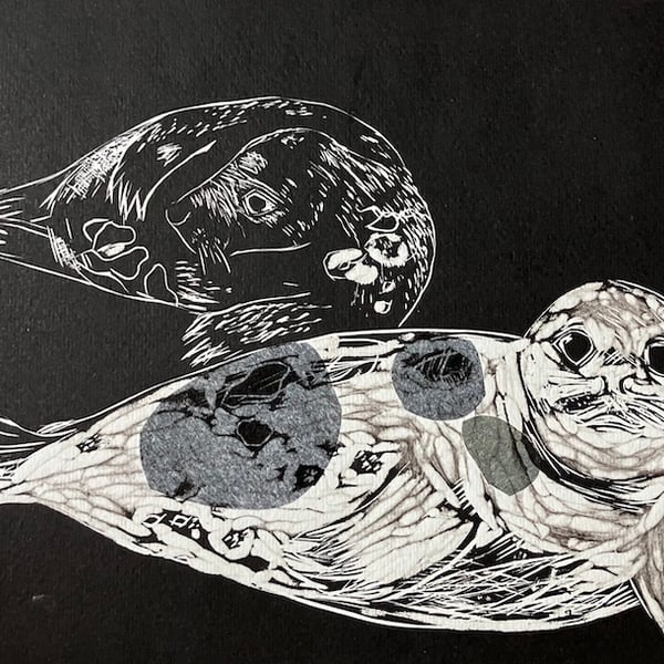 Two Grey Seal pups  - Donna Nook