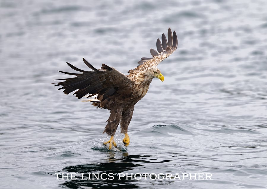 White Tailed Eagle in flight print (Limited edition of 10)