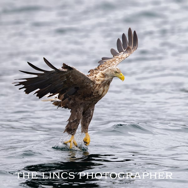 White Tailed Eagle in flight print (Limited edition of 10)