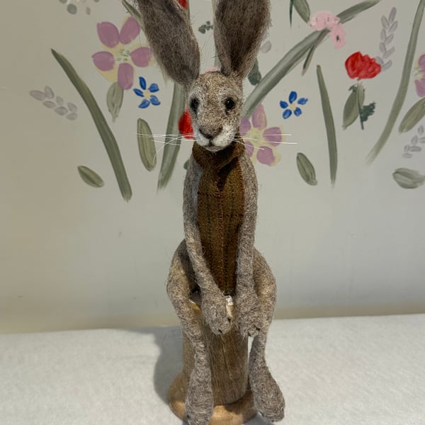 Shelf sitting Hare