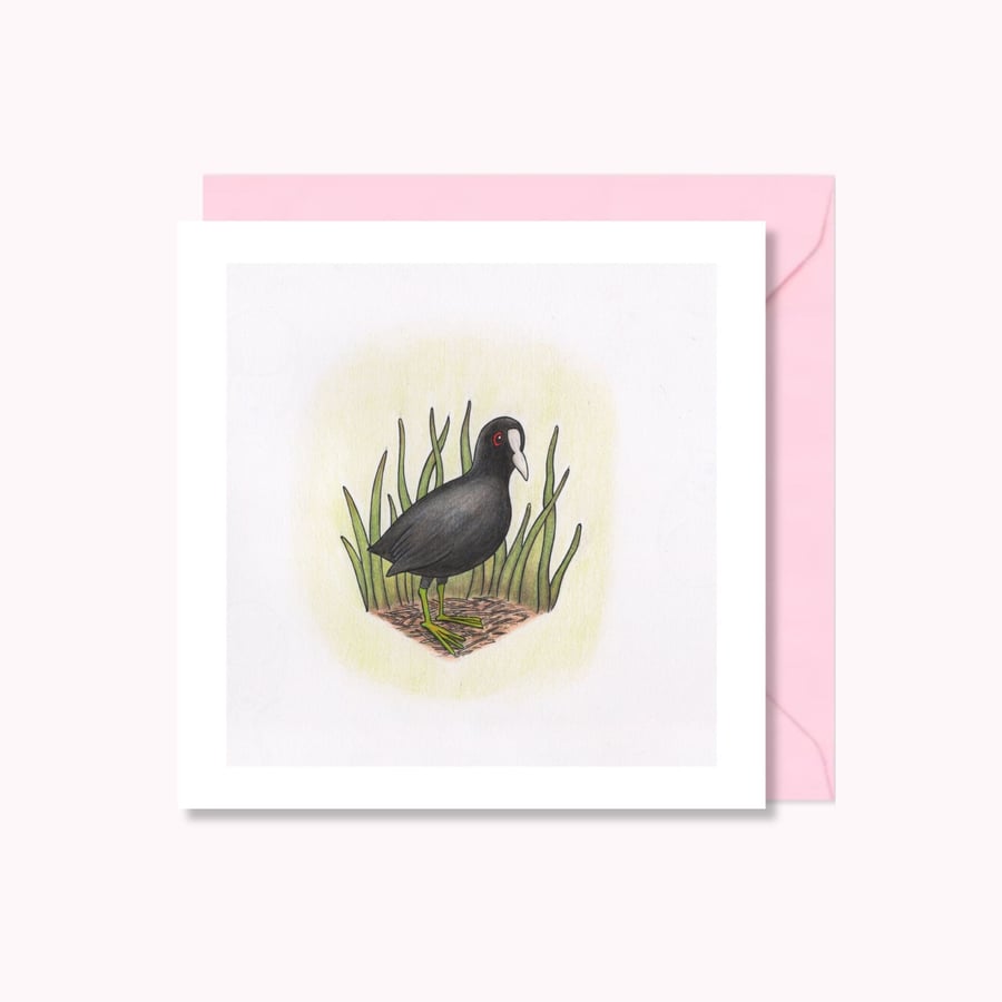 Coot Greeting Card: Hand Drawn Wildfowl Bird Illustration (220)