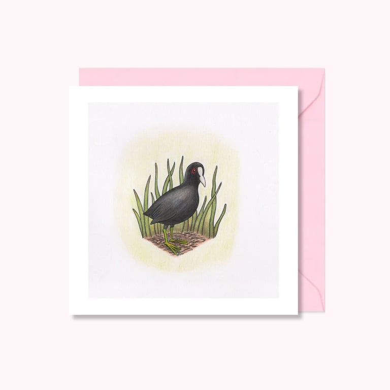 Coot Greeting Card: Hand Drawn Wildfowl Bird Illustration (220)