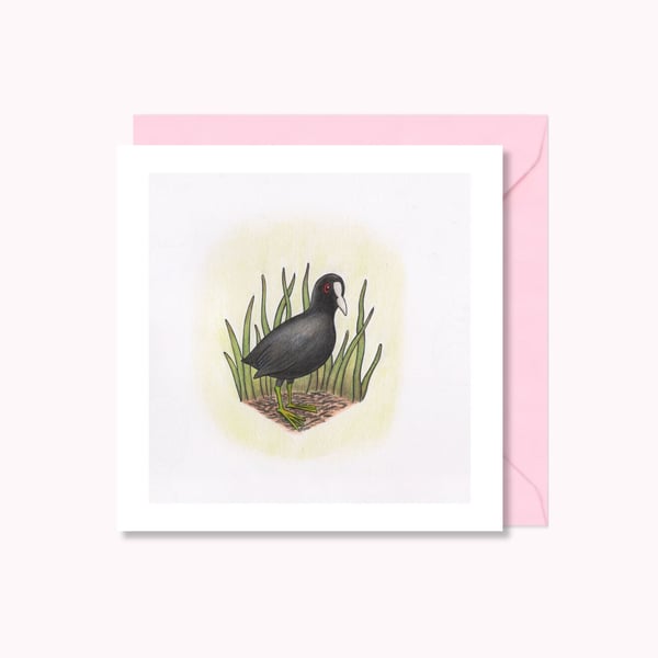 Coot Greeting Card: Hand Drawn Wildfowl Bird Illustration (220)