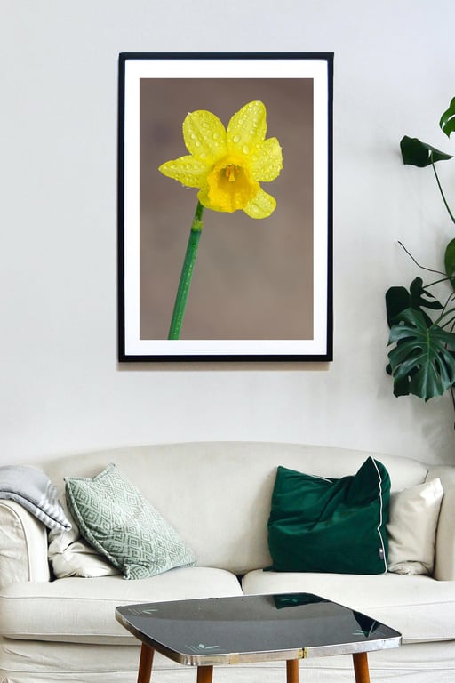Yellow Daffodil wall art print, spring flower photography
