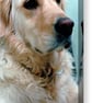Golden Retriever Dog Portrait Photograph Print - Image 6