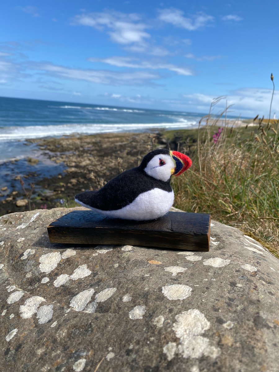 Pamela - Sitting Puffin