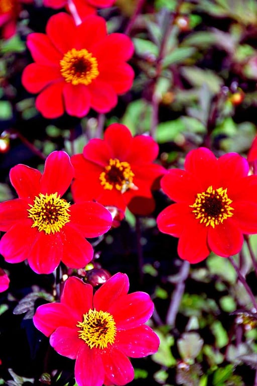 Red Dahlia Summer Flowers Flowering Plants Photograph Print