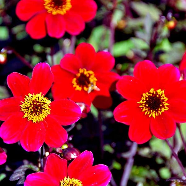 Red Dahlia Summer Flowers Flowering Plants Photograph Print