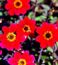 Red Dahlia Summer Flowers Flowering Plants Photograph Print