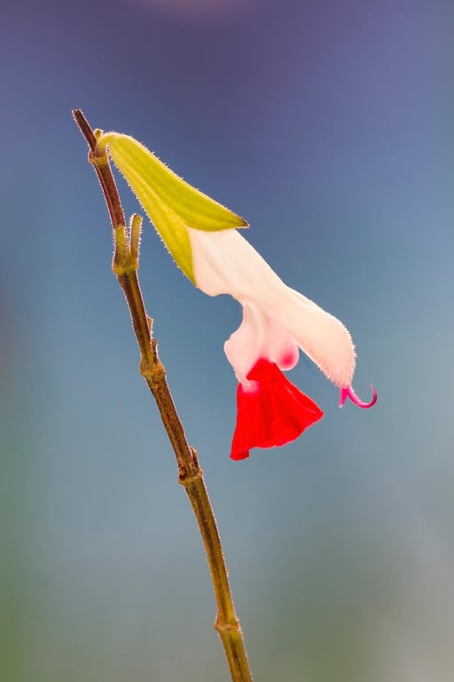 Hot lips flower print