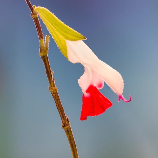 Hot lips flower print