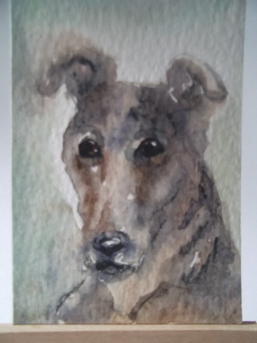 ACEO Old Grey Lurcher 