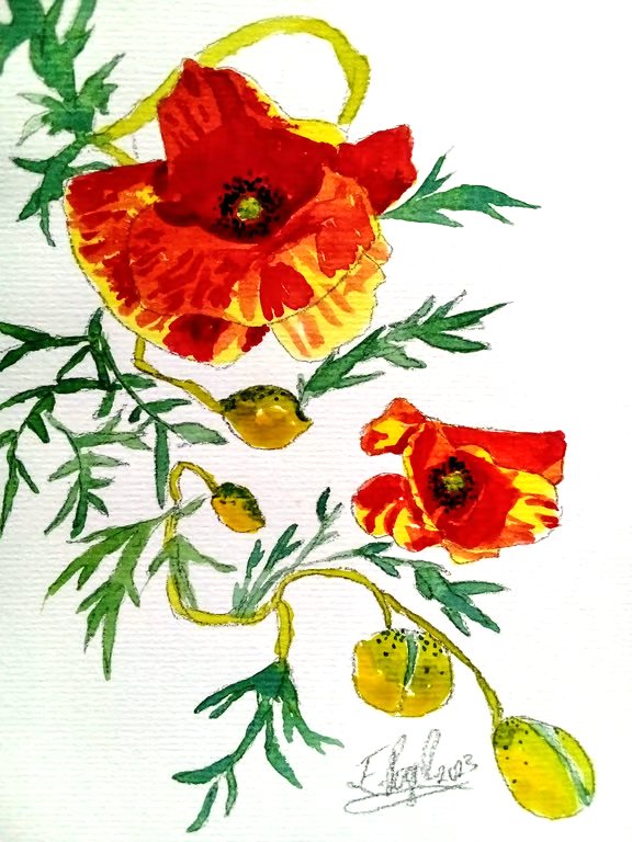 Poppy Spiral, original watercolour painting signed, not a print, A5.