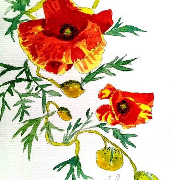 Poppy Spiral, original watercolour painting signed, not a print, A5.
