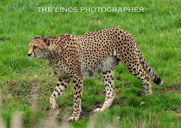 Cheetah print (Limited edition of 10)