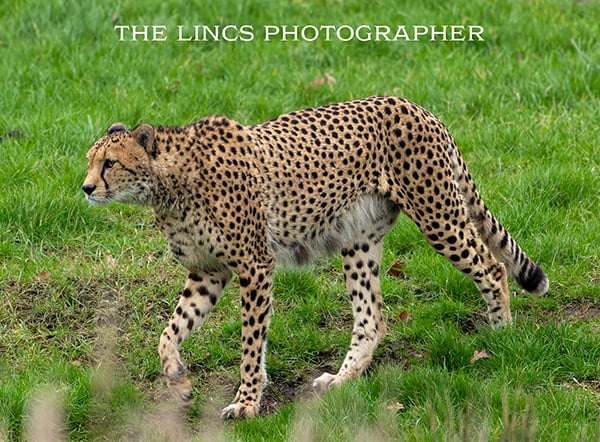 Cheetah print (Limited edition of 10)