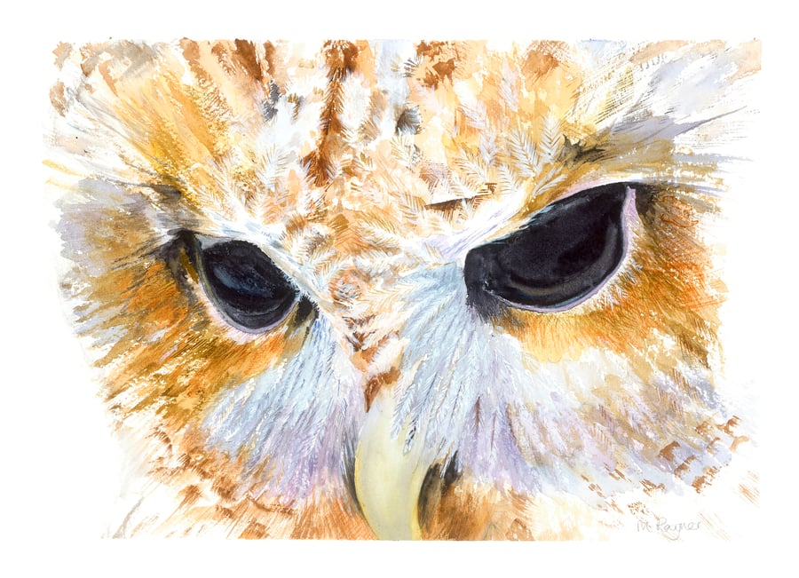 Tawny Owl, A3 giclée print