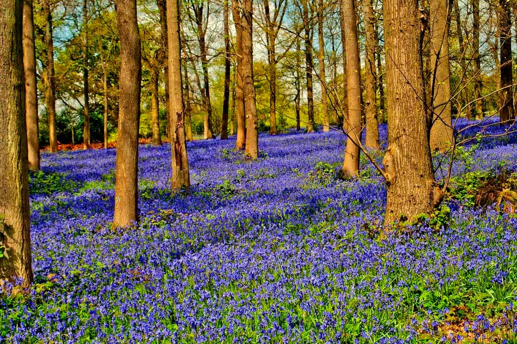 Bluebell Woods Spring Flowers Greys Court Oxfordshire Photograph Print