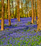 Bluebell Woods Spring Flowers Greys Court Oxfordshire Photograph Print - Image 1
