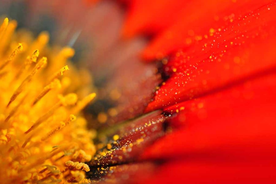 Orange Gazania African Daisies Summer Flower Photograph Print