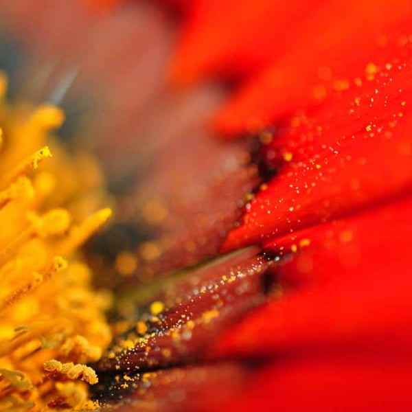 Orange Gazania African Daisies Summer Flower Photograph Print