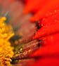 Orange Gazania African Daisies Summer Flower Photograph Print - Image 1